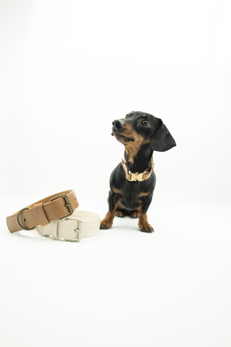 Businessportrait mit Hund – Outdoor-Fotoshooting für Friedagreen in der Region Grünstadt