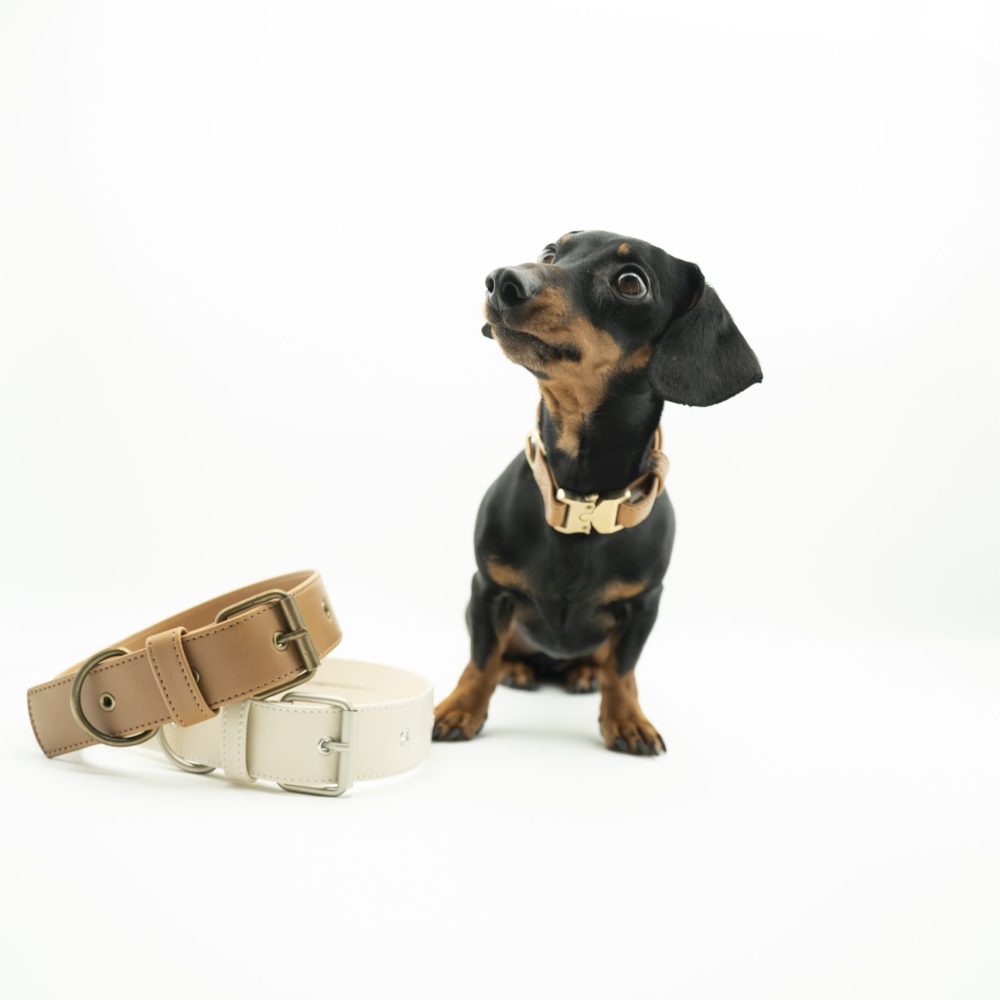 Businessportrait mit Hund – Outdoor-Fotoshooting für Friedagreen in der Region Grünstadt